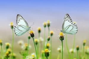 Feel Good Balham Spring Renew Homeopathy