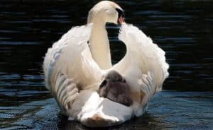 Motherhood Parenting Mother Father New Baby