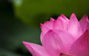 Lotus_Balance_Positivity_Joy_Counselling_Growth_Therapy_Coaching[1]